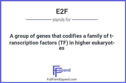 Full form of E2F